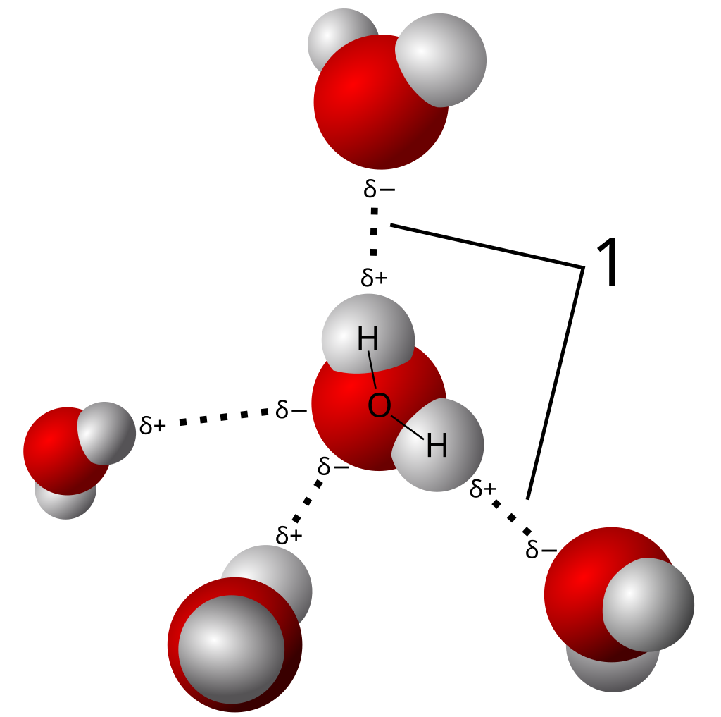 3D_model_hydrogen_bonds_in_water.svg.png